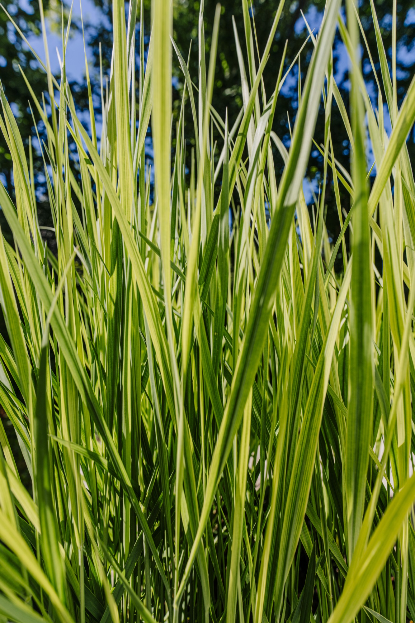 Projekt Terrazo — Detail