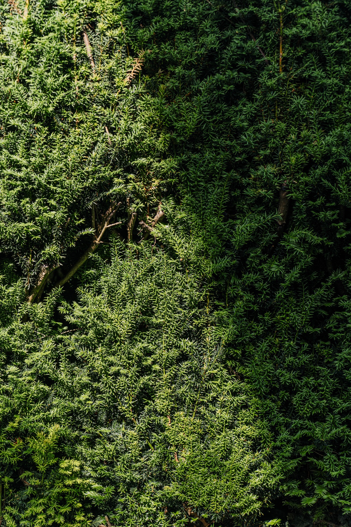 Projekt Bergparadies — Detail