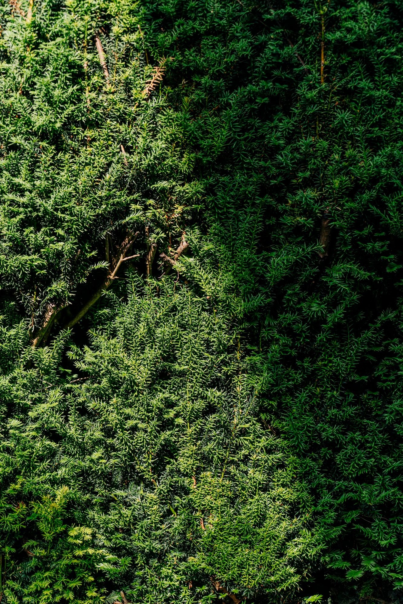 Projekt Bergparadies — Detail